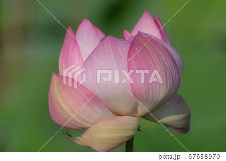 蓮の花 蓮の花 67638970