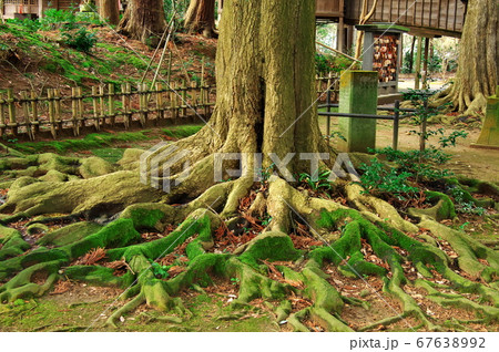 三國神社の樹木:福井県坂井市三国 三國神社の樹木:福井県坂井市三国 67638992