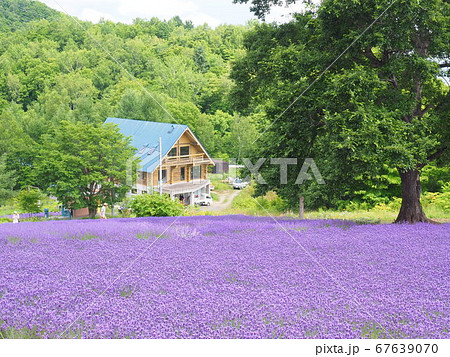北海道の絶景 幌見峠ラベンダー園 北海道の絶景 幌見峠ラベンダー園 67639070