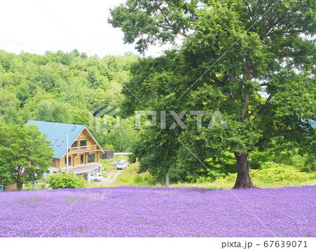 北海道の絶景 幌見峠ラベンダー園 北海道の絶景 幌見峠ラベンダー園 67639071