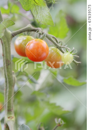 畑で実るトマト 67639575