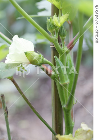 綺麗な白い花が咲く、畑のオクラ 67639576