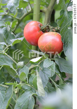 畑で実るトマト 67639577