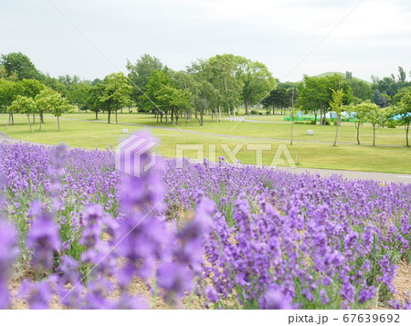 北海道の風景 サッポロさとらんど ラベンダーの丘 67639692