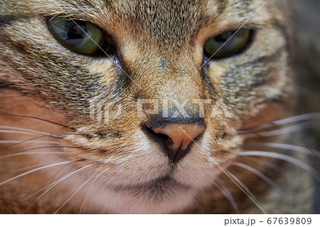 ねこ 67639809