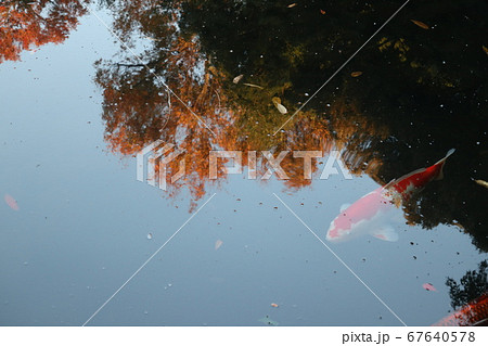 太田黒公園の池(東京都杉並区荻窪) 67640578