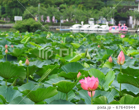 静岡県 蓮の花咲く蓮華寺池公園 7月 静岡県 蓮の花咲く蓮華寺池公園 7月 67640944