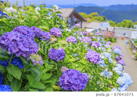 満開の花園あじさい園 67641073