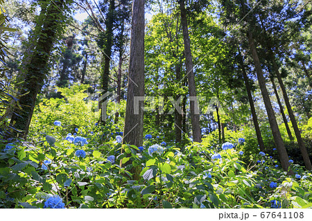 満開の花園あじさい園 満開の花園あじさい園 67641108