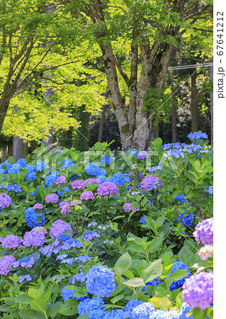 満開の花園あじさい園 67641212