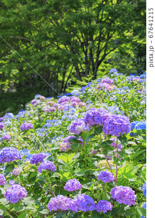 満開の花園あじさい園 満開の花園あじさい園 67641215