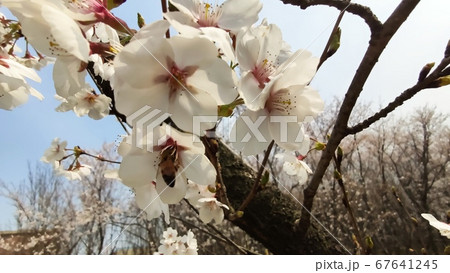 桜 屋外 花 67641245