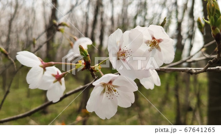 桜 花 春 67641265
