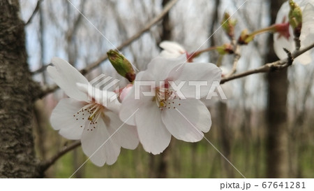 桜 花 春 67641281
