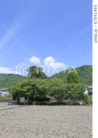 徳島県 春 東みよし町 足代東原遺跡 徳島県 春 東みよし町 足代東原遺跡 67641463