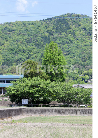 徳島県　春　東みよし町　足代東原遺跡 67641467
