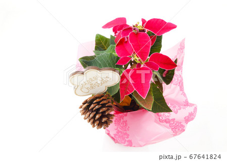 クリスマスギフトラッピングのポインセチア 67641824