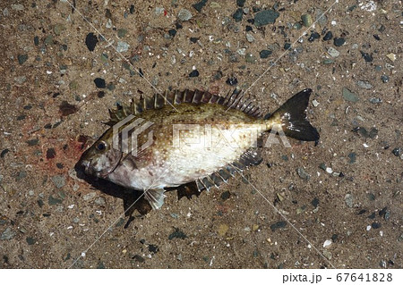 毒ひれが凄いアイゴが釣れた 67641828