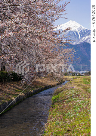 【長野県】安曇野の桜と北アルプス 67642029