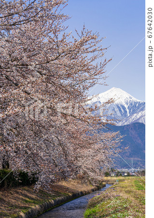 【長野県】安曇野の桜と北アルプス 【長野県】安曇野の桜と北アルプス 67642030