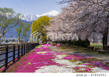 【長野県】安曇野の桜と北アルプス 67642041