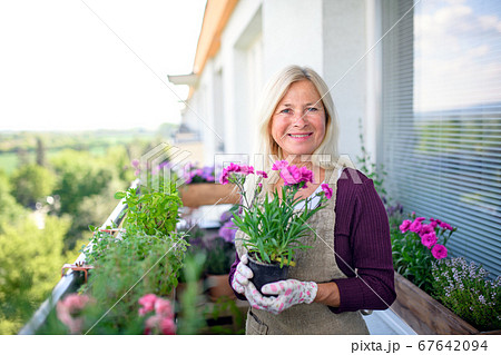 Senior woman gardening on balcony in summer, holding potted plant. Senior woman gardening on balcony in summer, holding potted plant. 67642094