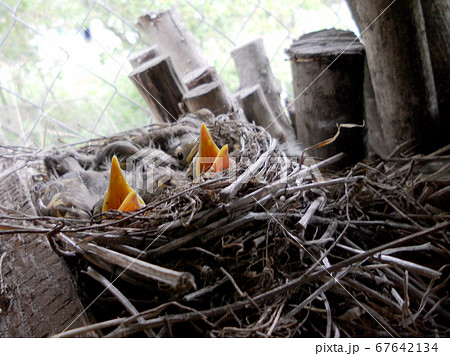 Baby woodpeckers waiting on their mother. Baby woodpeckers waiting on their mother. 67642134