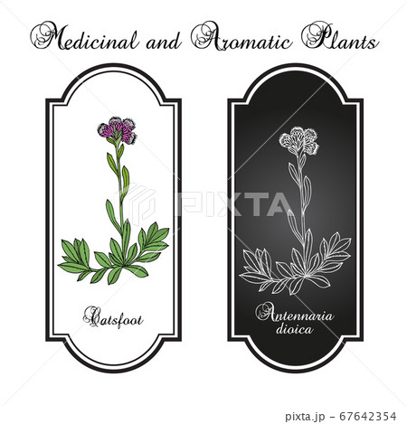 Catsfoot Antennaria dioica , medicinal plant 67642354