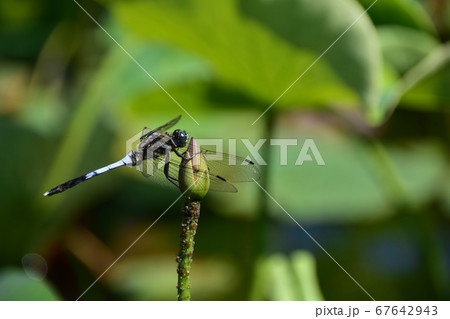 シオカラトンボ シオカラトンボ 67642943