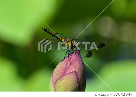 ノシメトンボ 67642947