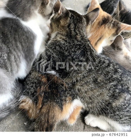 Funny cute striped shorthair kitten, beautiful cat 67642951