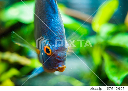 Discus fish detailed close up in the aquarium Discus fish detailed close up in the aquarium 67642995