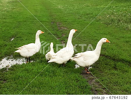 Family of white animals geese go to drink water Family of white animals geese go to drink water 67643192
