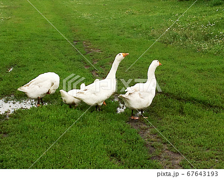 Family of white animals geese go to drink water 67643193