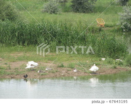 Family of white animals geese go to drink water 67643195