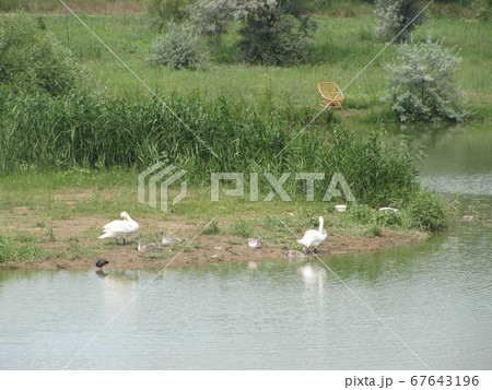 Family of white animals geese go to drink water 67643196