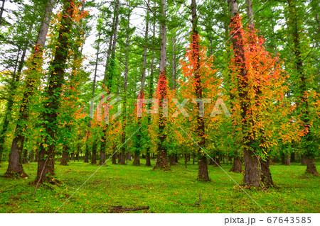 紅葉　ツタウルシ 67643585