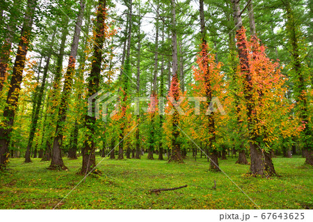 紅葉 ツタウルシ 紅葉 ツタウルシ 67643625
