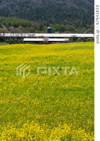 島根県　三瓶山　東の原周辺の菜の花畑（2020年4月） 67643650