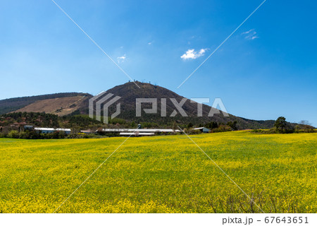 島根県　三瓶山　東の原周辺の菜の花畑（2020年4月） 67643651