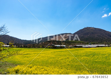 島根県 三瓶山 東の原周辺の菜の花畑(2020年4月) 島根県 三瓶山 東の原周辺の菜の花畑(2020年4月) 67643652