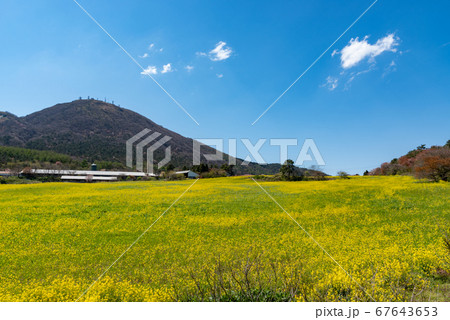 島根県　三瓶山　東の原周辺の菜の花畑（2020年4月） 67643653