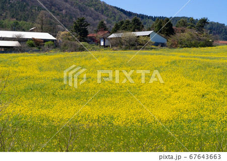 島根県　三瓶山　東の原周辺の菜の花畑（2020年4月） 67643663