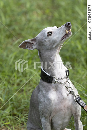 草むらのイタリアングレーハウンド 67643678