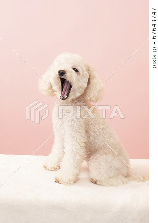 あくびをする白いトイプードル あくびをする白いトイプードル 67643747