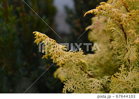 Hinoki cypress Lucas Hinoki cypress Lucas 67644103