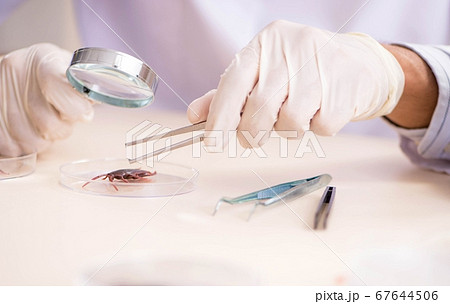 Male entomologist working in the lab on new species Male entomologist working in the lab on new species 67644506