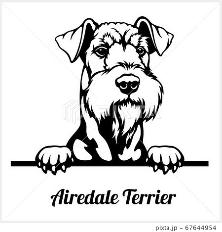 Airedale Terrier - Peeking Dogs - breed face head isolated on white 67644954
