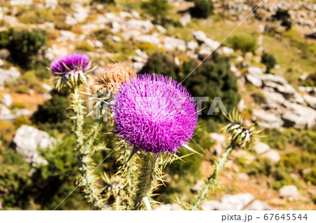 Thistle is the common name for a group of 67645544