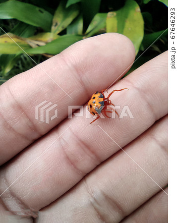 ツシマトリノフンダマシ ツシマトリノフンダマシ 67646293